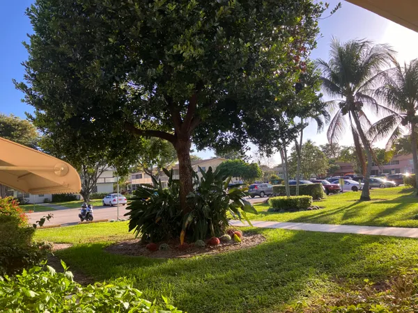 a view of a park with large trees