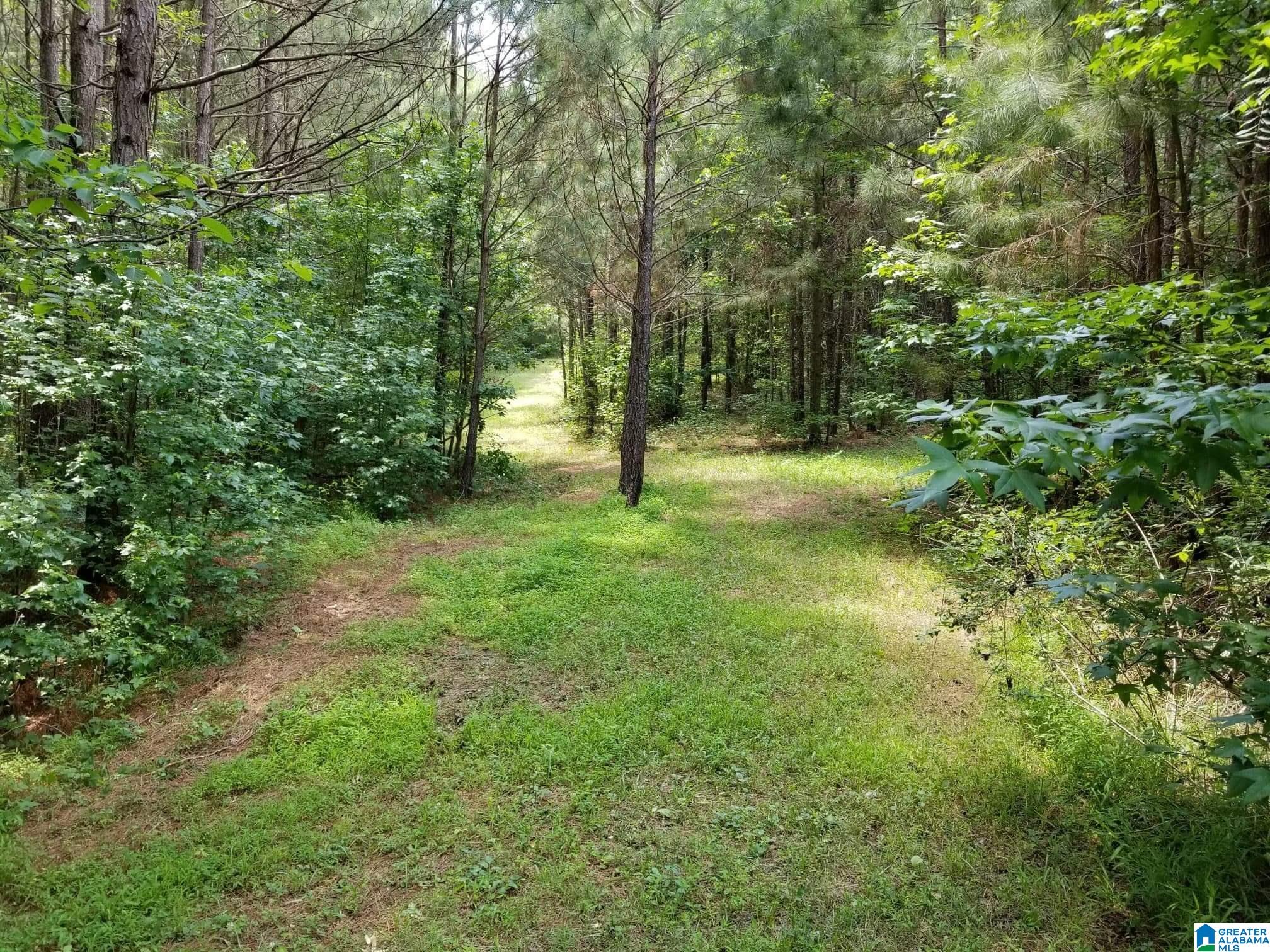 Honeycutt Road Remlap, AL 35133 - Photo 8 of 24