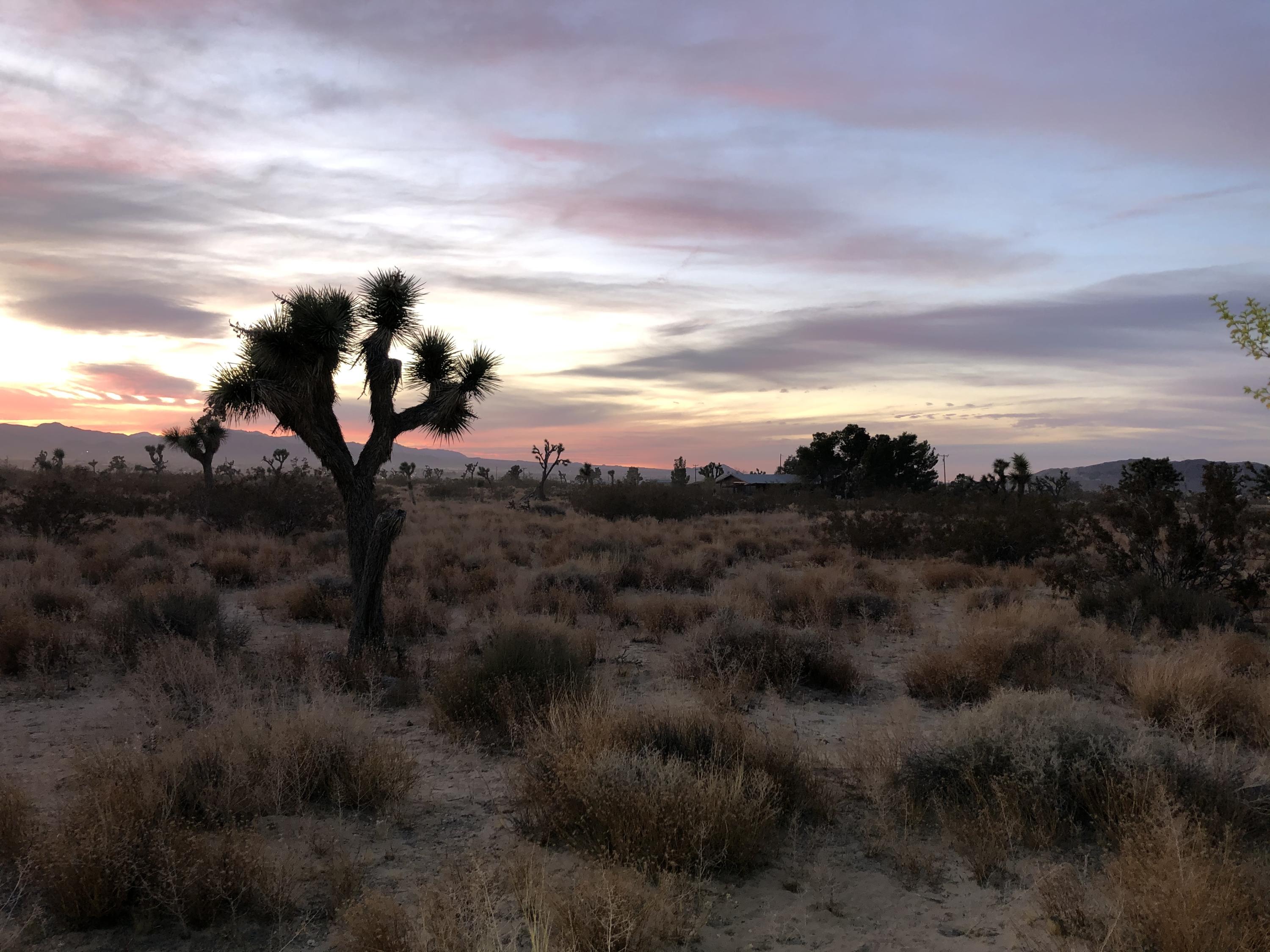 1224 Becker Road Landers, CA 92285 - Photo 9 of 13 IMG_9513