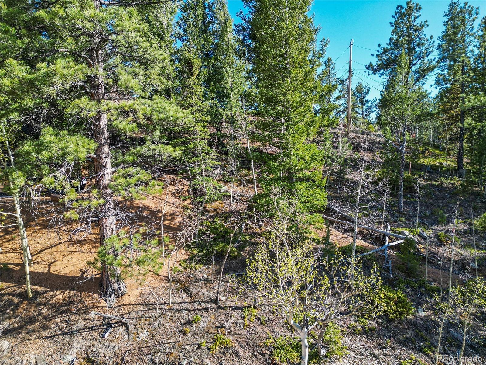 272 Wise Road Bailey, CO 80421 - Photo 15 of 21 a view of a forest with a tree