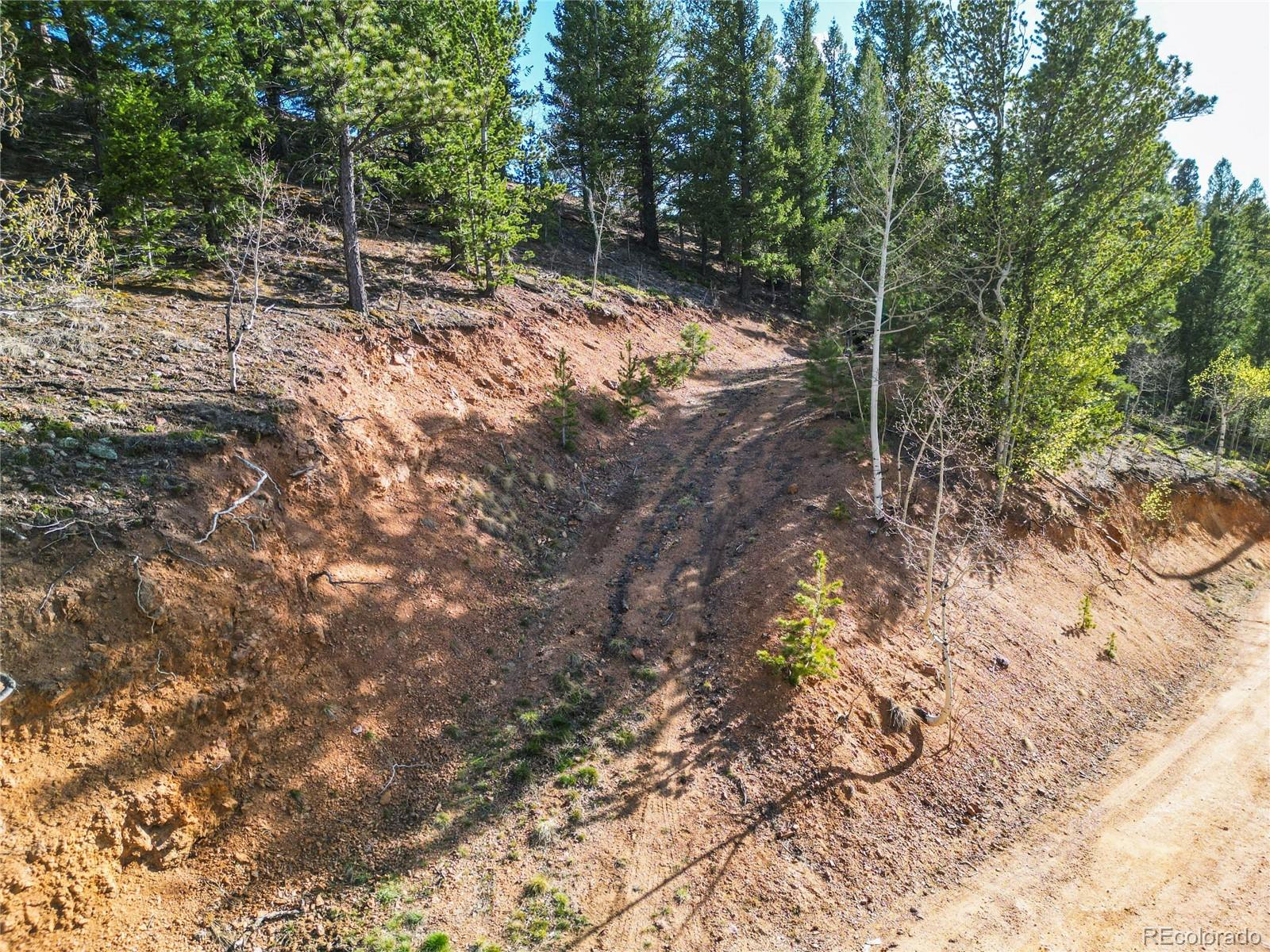 272 Wise Road Bailey, CO 80421 - Photo 10 of 21 a view of a forest filled with trees