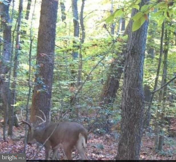 0 Light Road Winchester, VA 22603 - Photo 45 of 47 Wildlife