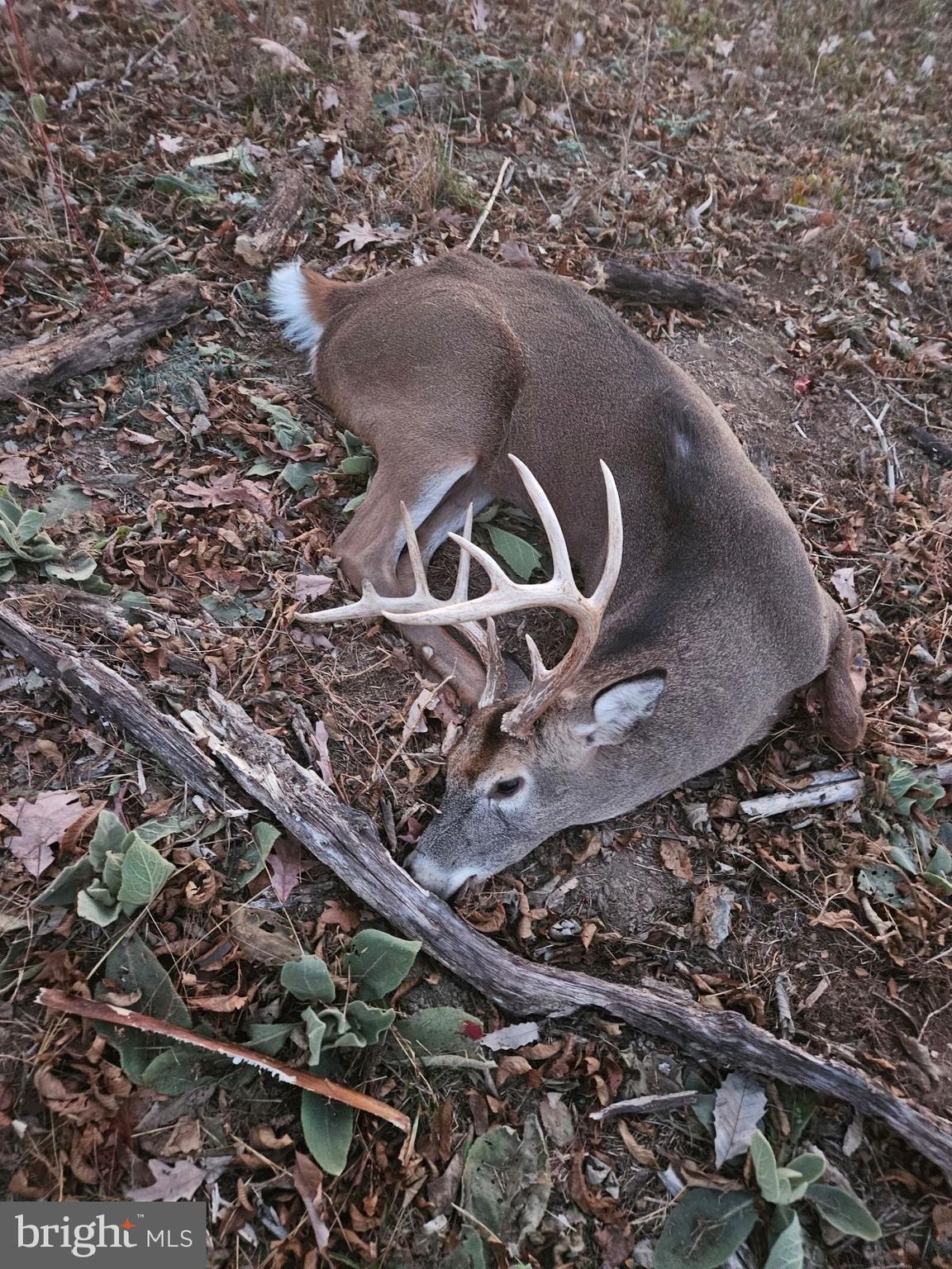 0 Light Road Winchester, VA 22603 - Photo 46 of 47 Bucks