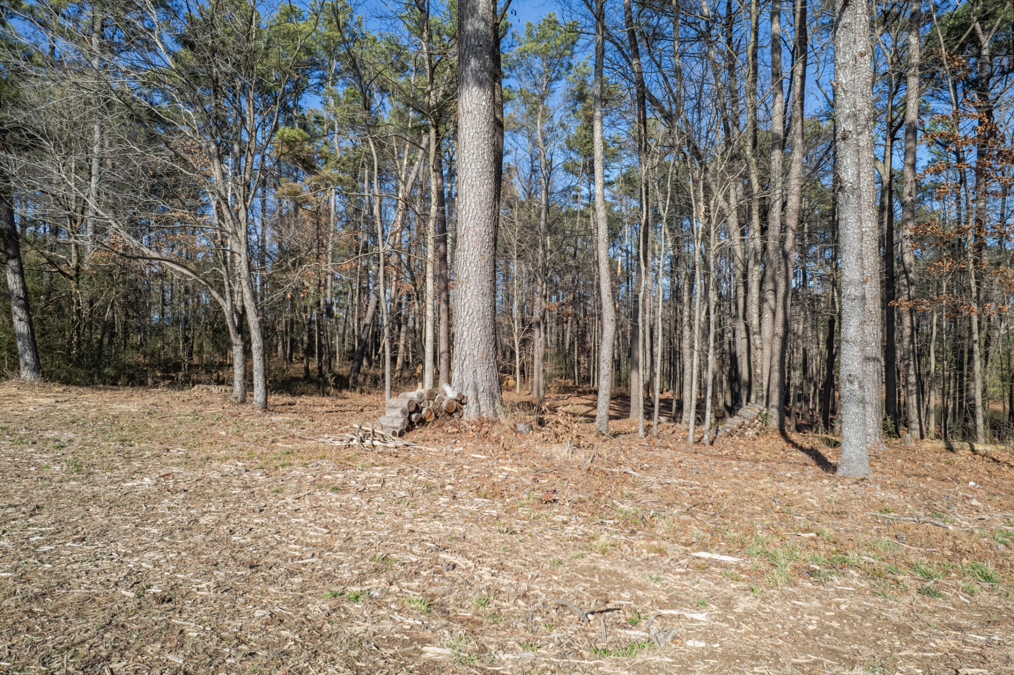 0 Beard Road Primm Springs, TN 38476 - Photo 16 of 35 a backyard of a house with lots of green space