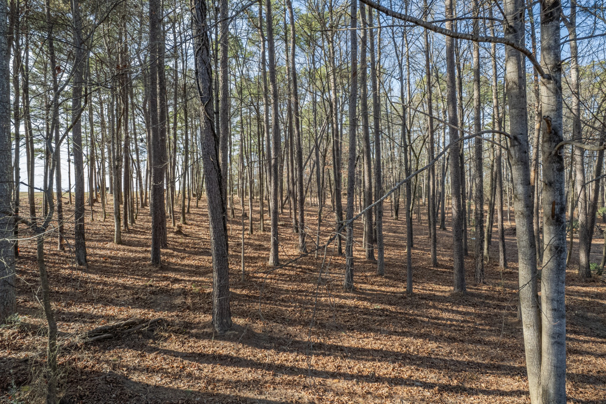 0 Beard Road Primm Springs, TN 38476 - Photo 20 of 35 a view of a entrance