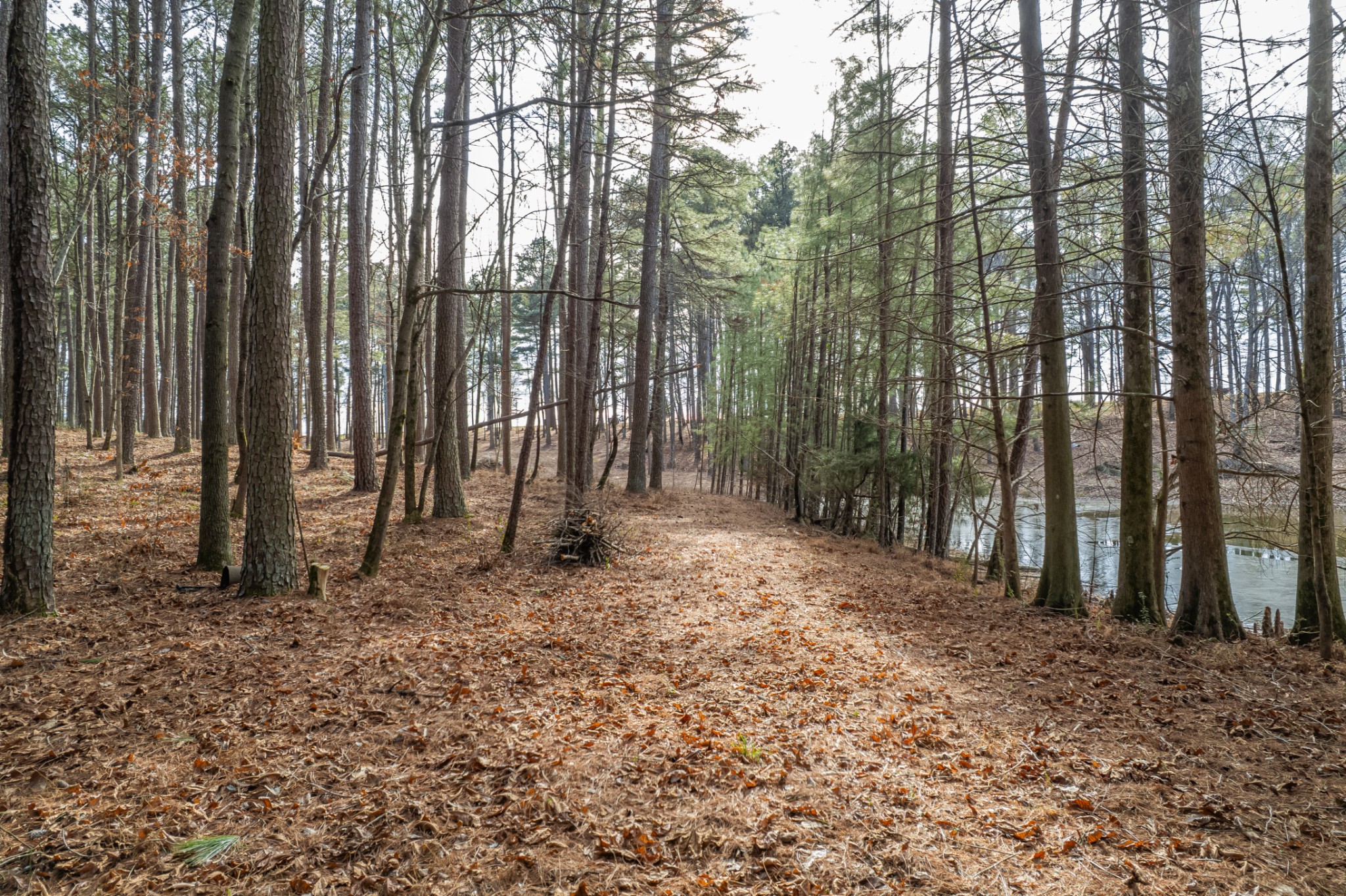 0 Beard Road Primm Springs, TN 38476 - Photo 26 of 35 a backyard of a house with lots of green space