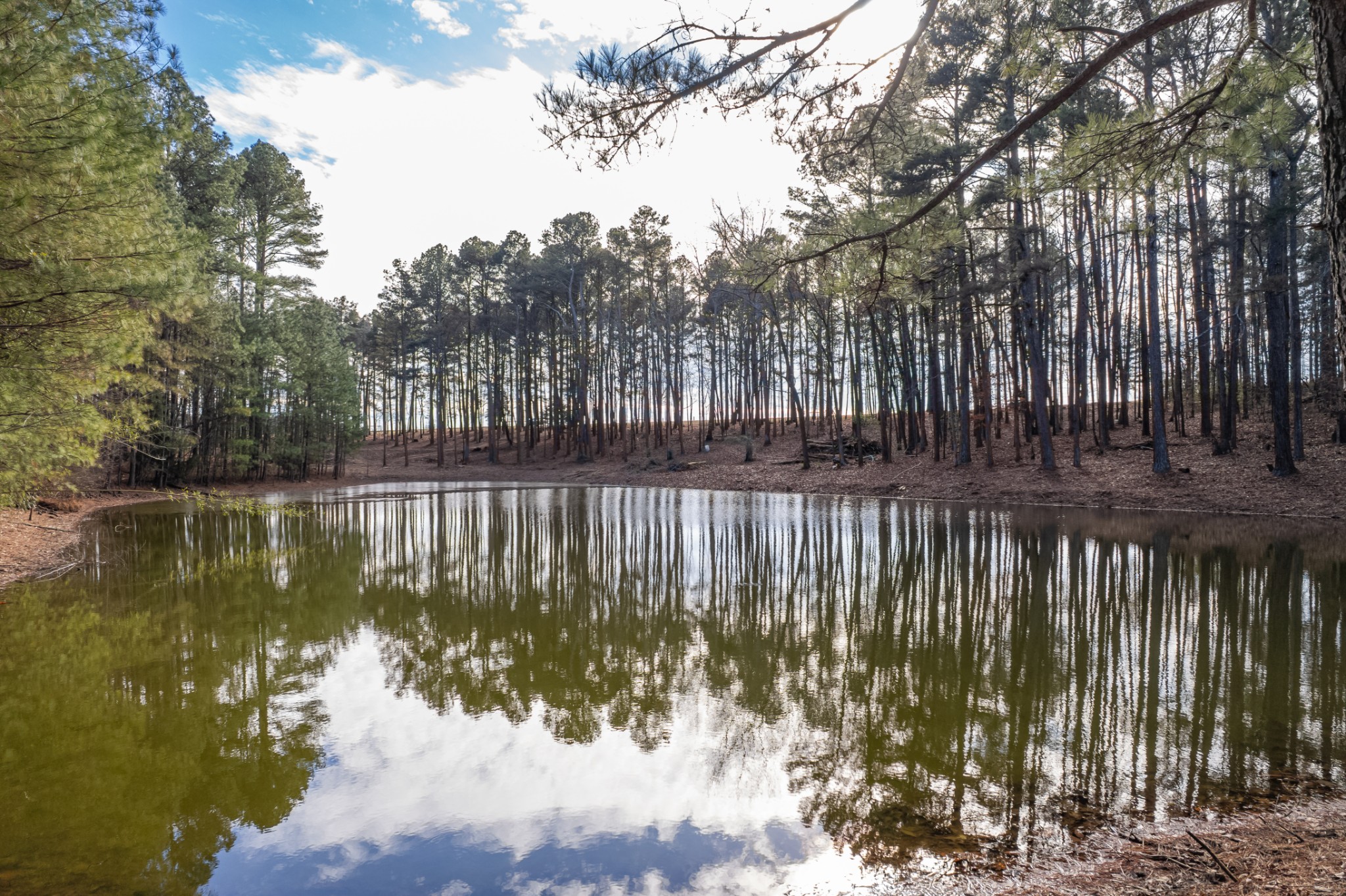 0 Beard Road Primm Springs, TN 38476 - Photo 27 of 35 a view of a lake with a tree