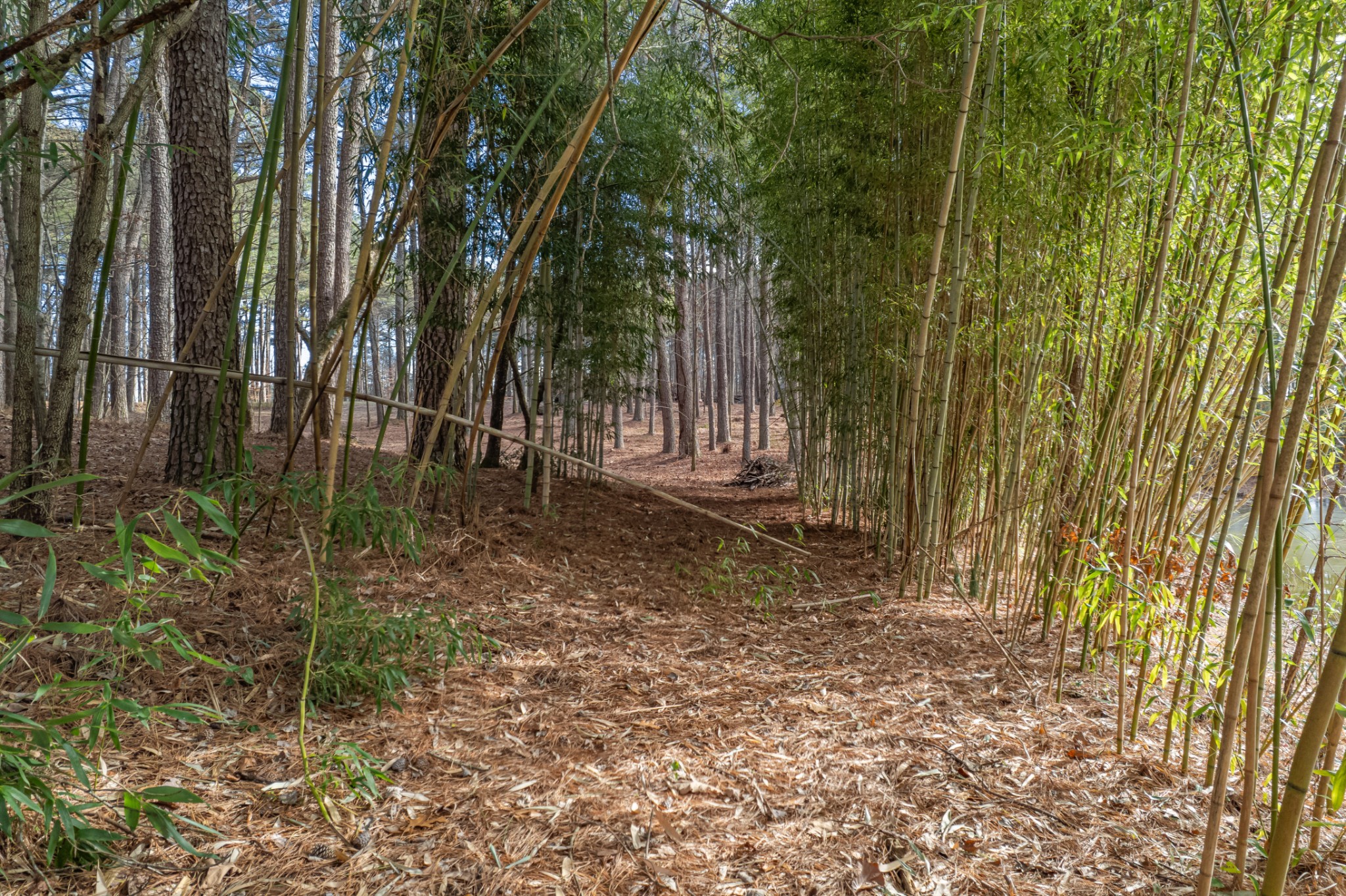 0 Beard Road Primm Springs, TN 38476 - Photo 28 of 35 a view of backyard with green space