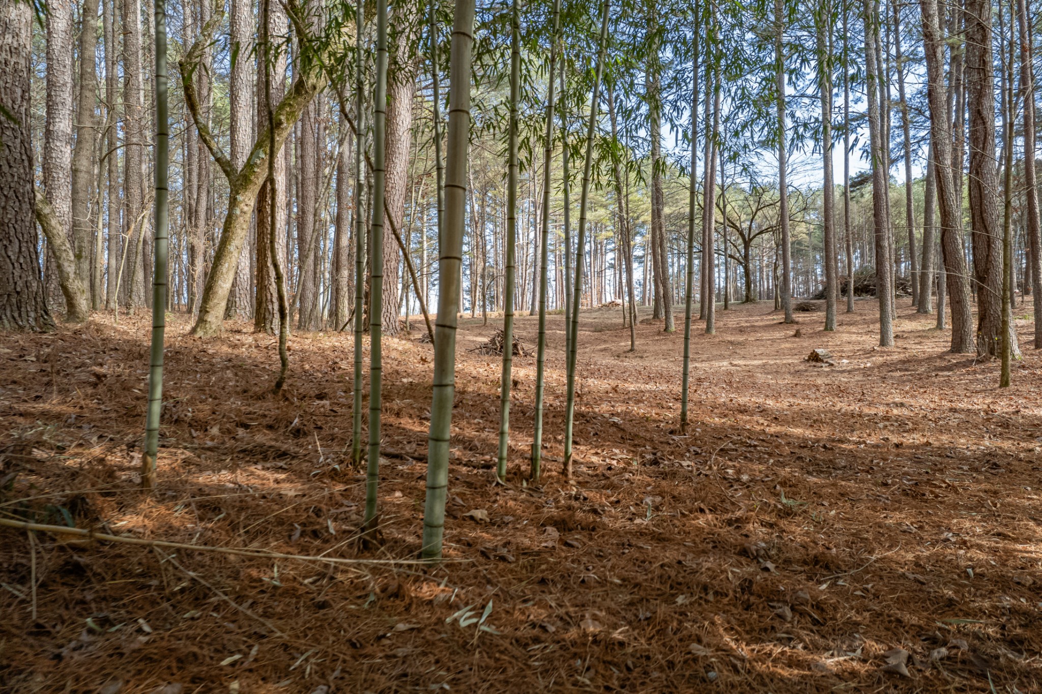 0 Beard Road Primm Springs, TN 38476 - Photo 29 of 35 a view of a yard with trees in front of it