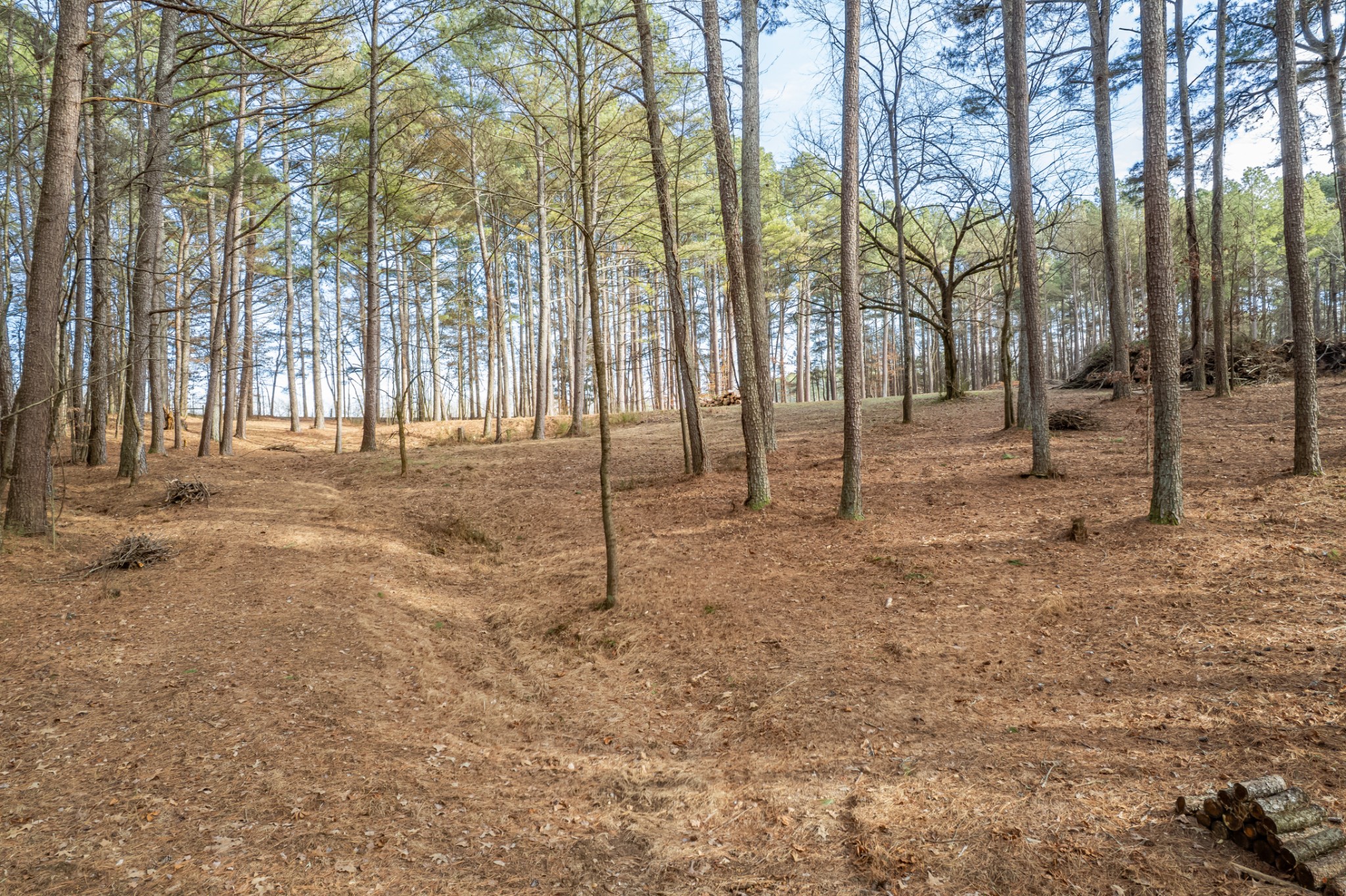 0 Beard Road Primm Springs, TN 38476 - Photo 30 of 35 a backyard of a house with lots of green space