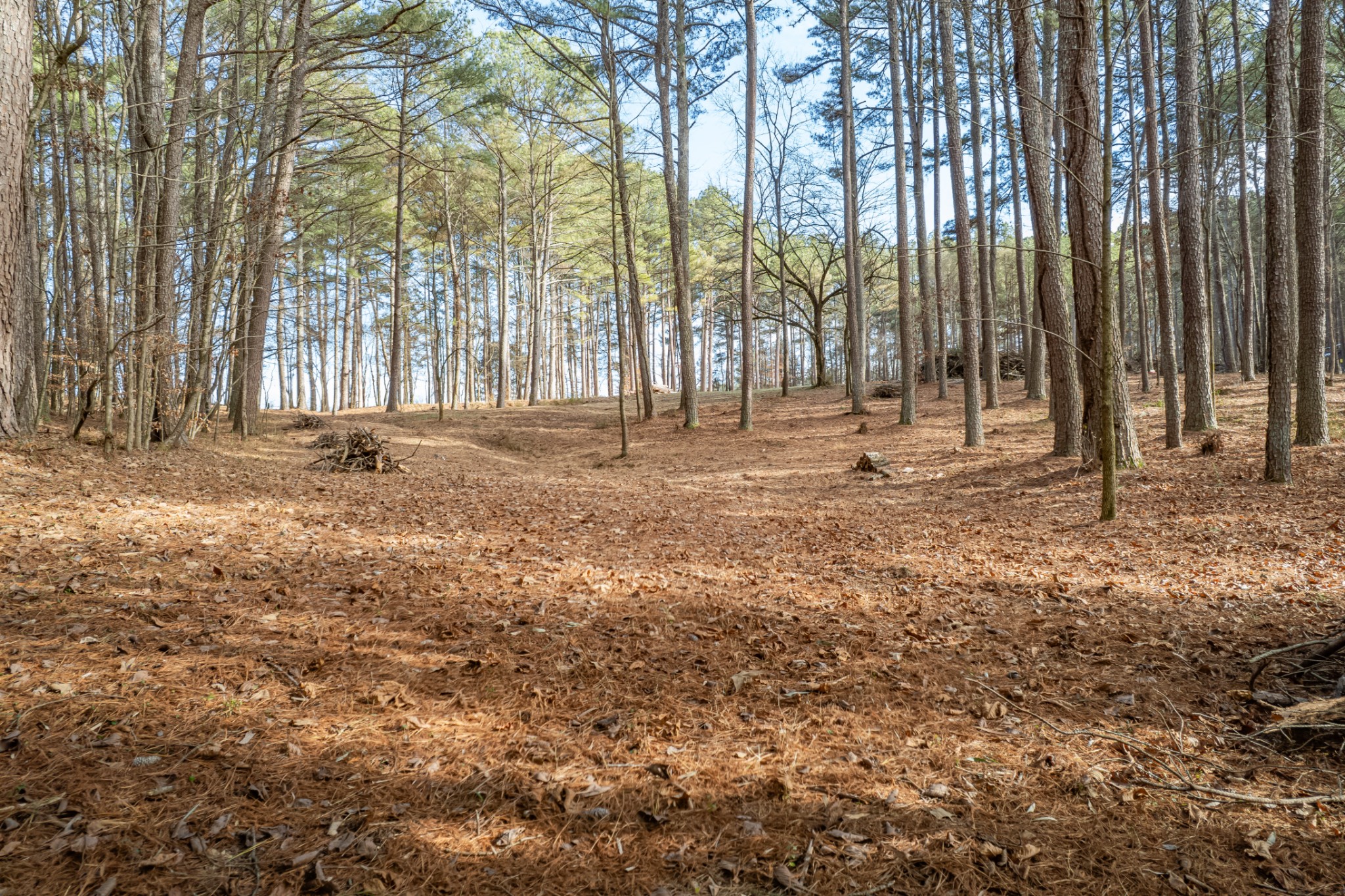 0 Beard Road Primm Springs, TN 38476 - Photo 3 of 35 a view of yard with trees