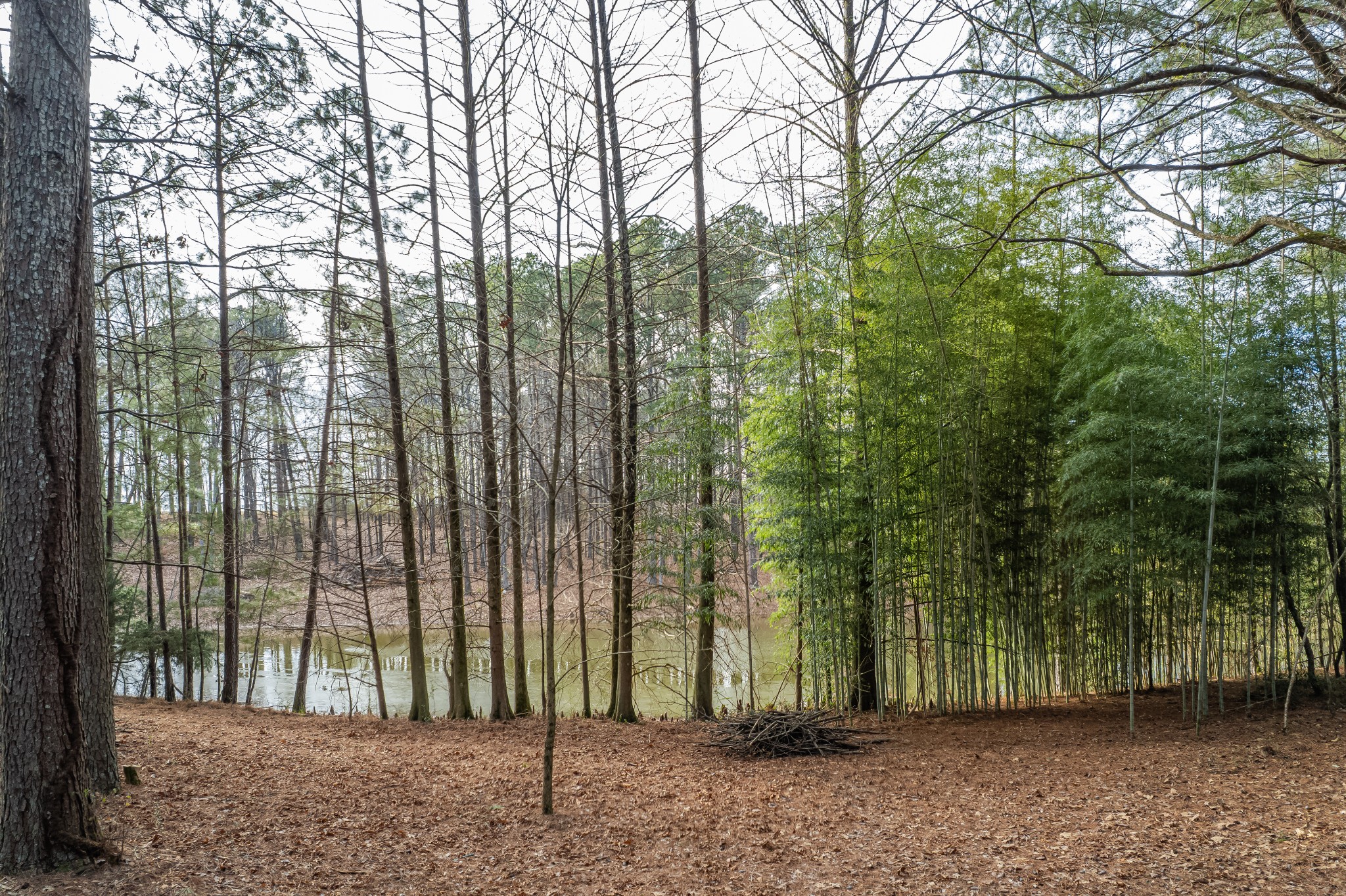 0 Beard Road Primm Springs, TN 38476 - Photo 32 of 35 a view of outdoor space and garden