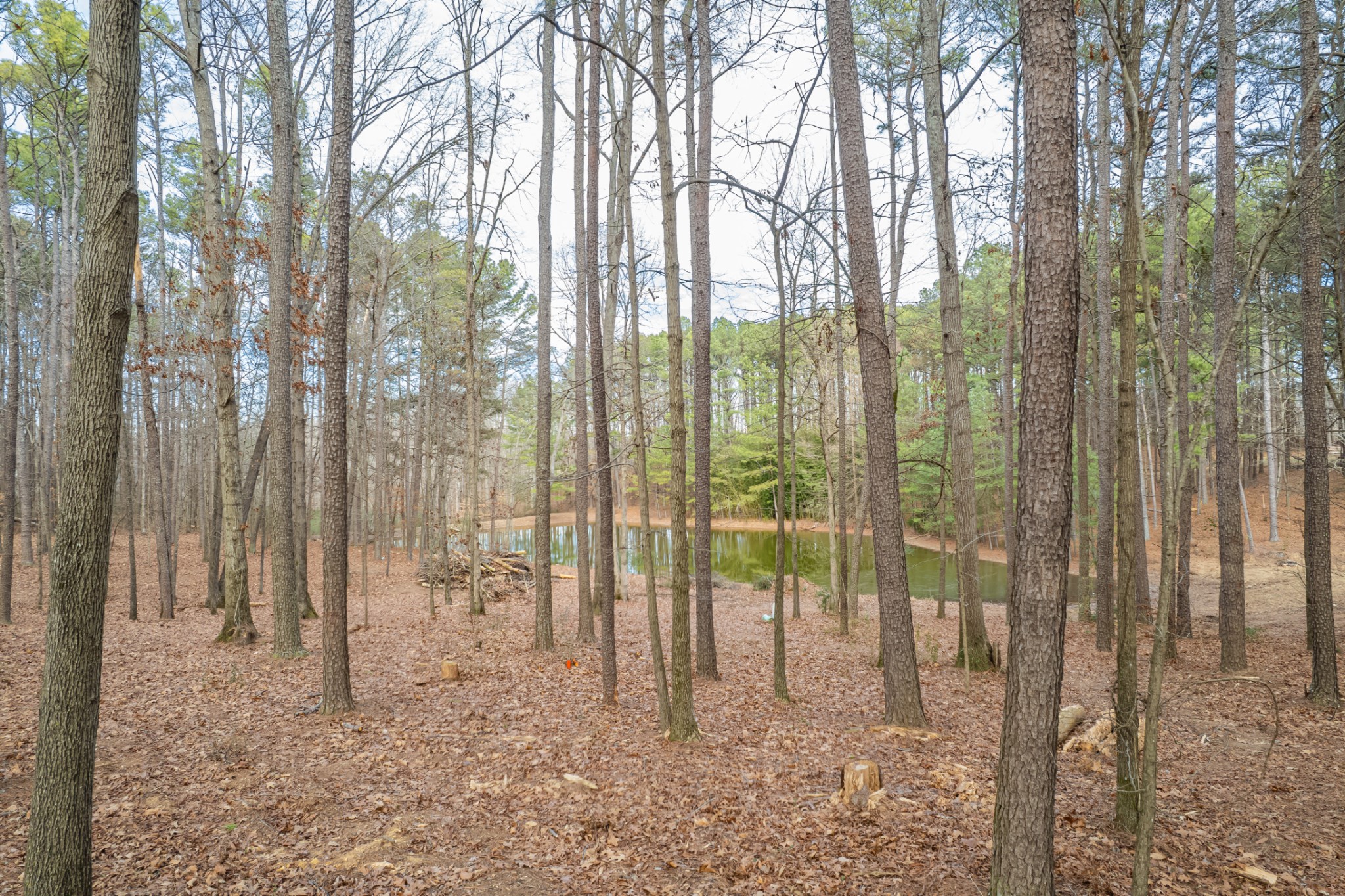 0 Beard Road Primm Springs, TN 38476 - Photo 35 of 35 a view of outdoor space with lots of trees