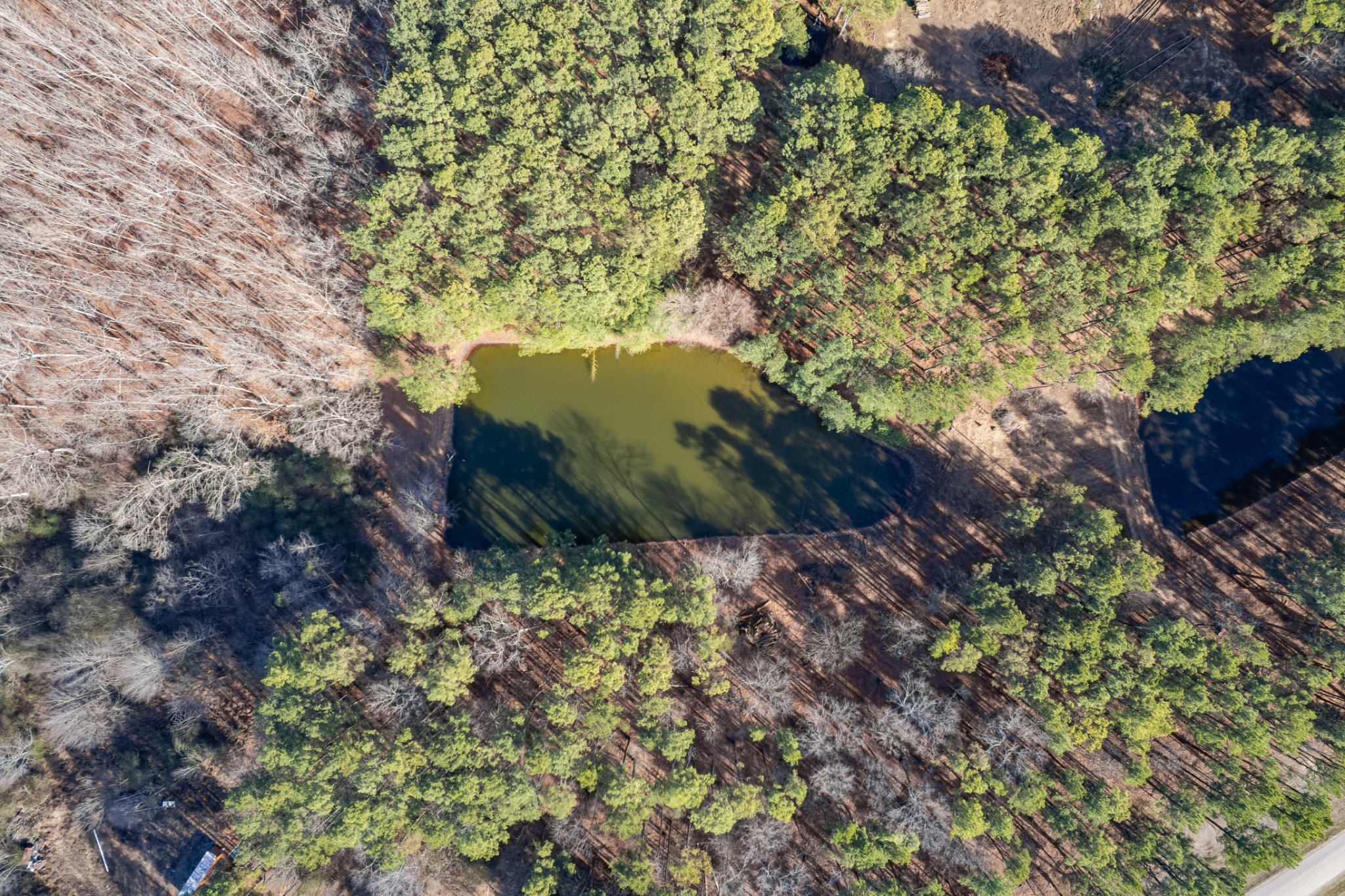 0 Beard Road Primm Springs, TN 38476 - Photo 7 of 35 a view of a bunch of flowers and tree