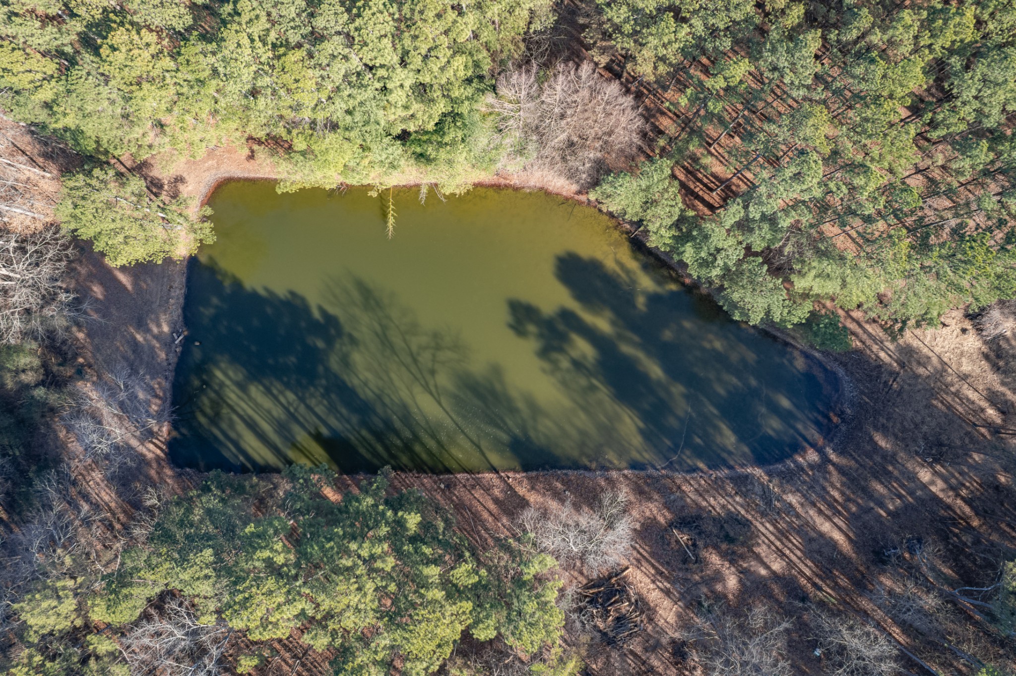 0 Beard Road Primm Springs, TN 38476 - Photo 8 of 35 a view of outdoor space and a yard