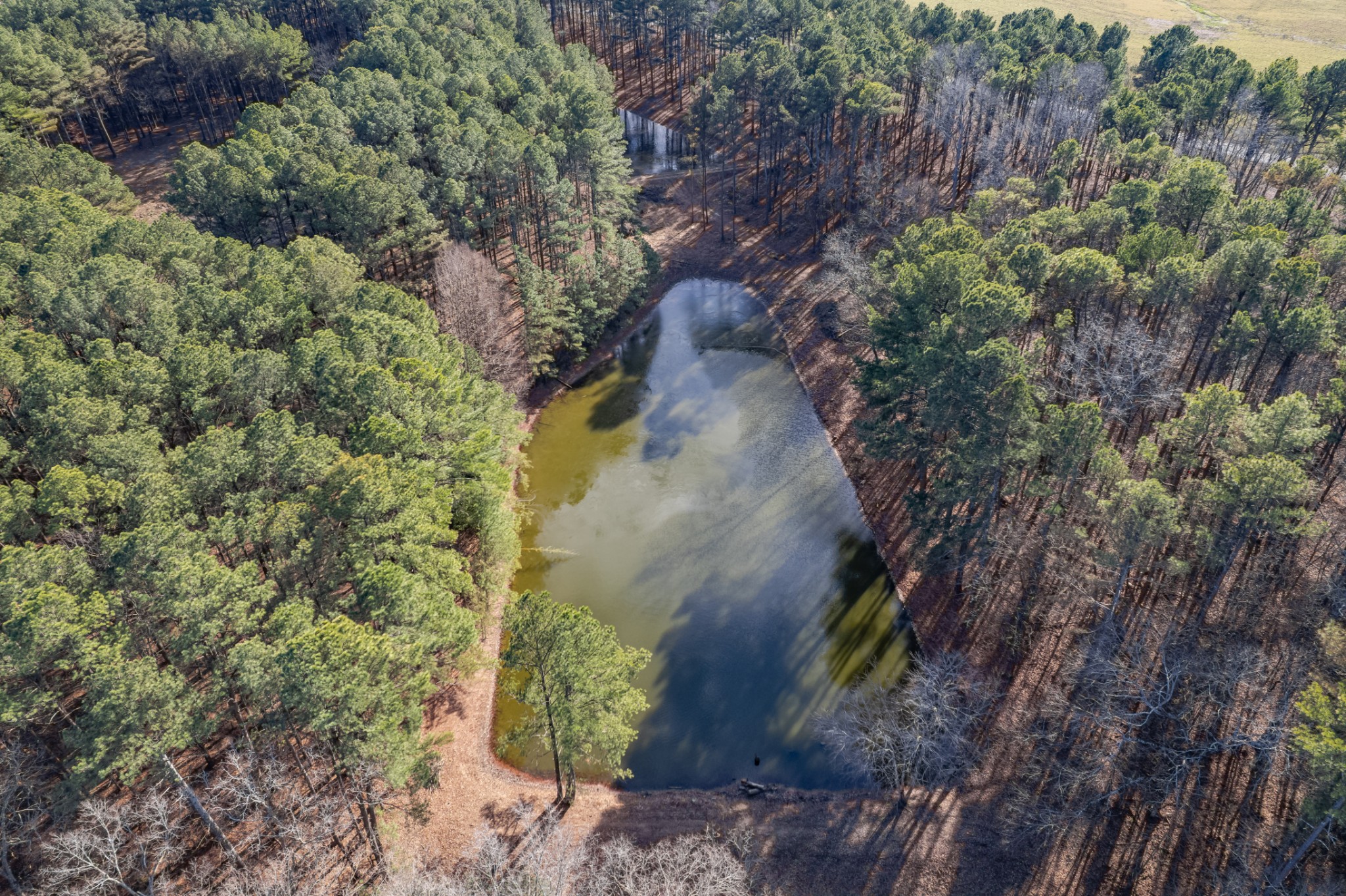 0 Beard Road Primm Springs, TN 38476 - Photo 9 of 35 a view of a yard with plants and large trees