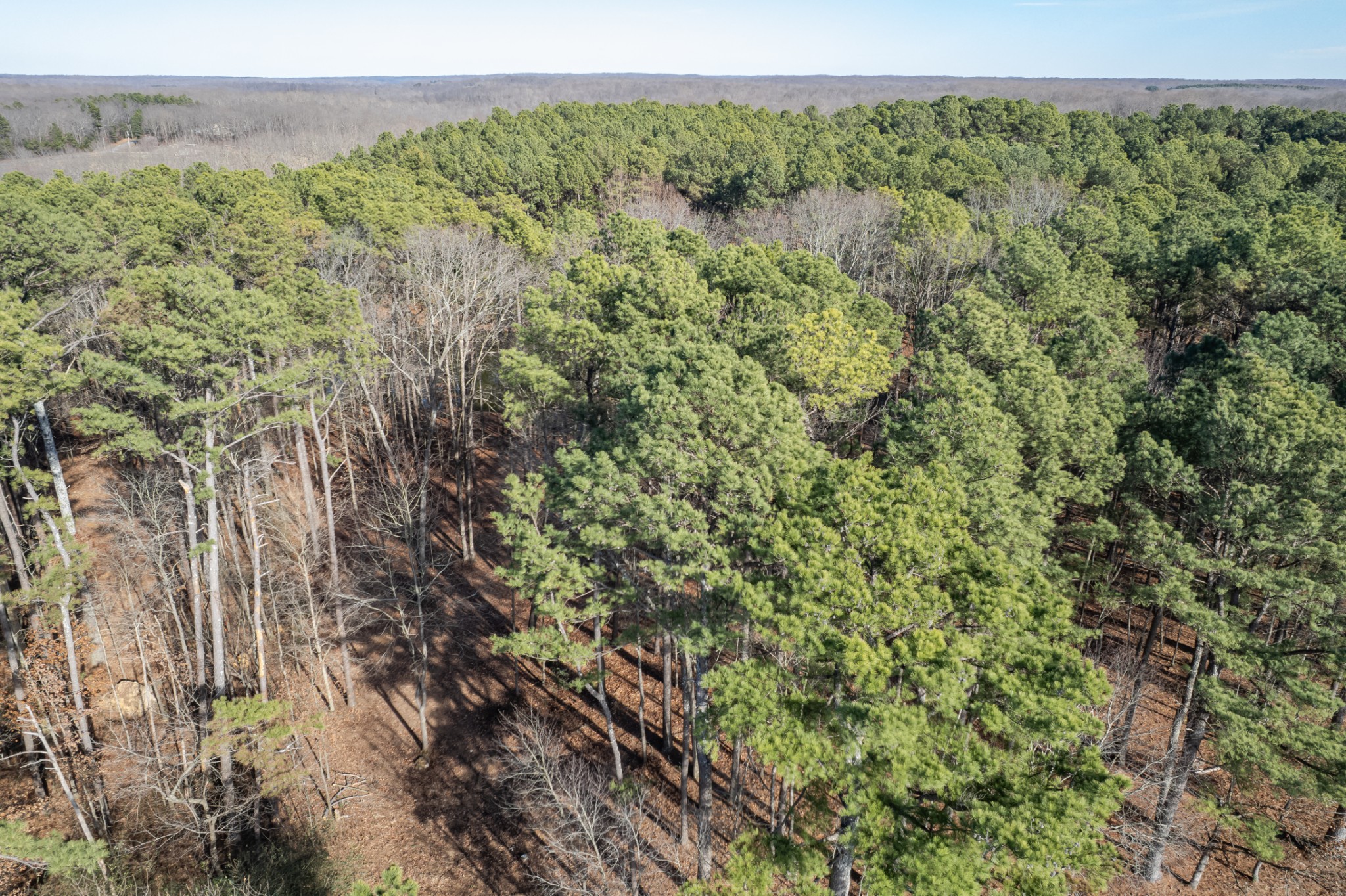 0 Beard Road Primm Springs, TN 38476 - Photo 10 of 35 a view of a lush green forest with trees in the background