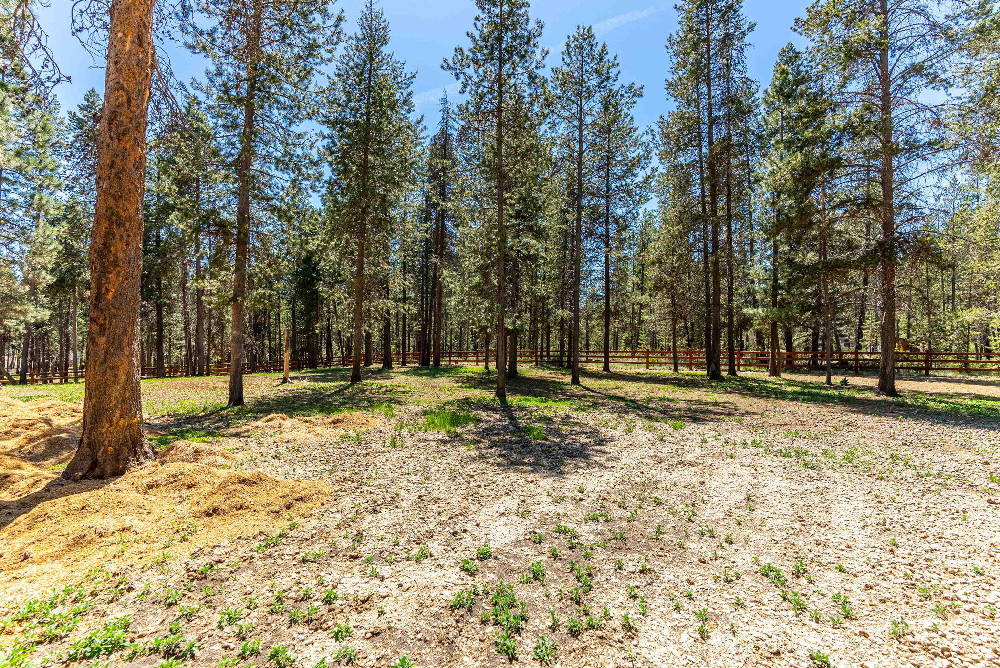 16815 Derringer Road Bend, OR 97707 - Photo 28 of 49 Fire mitigated trees