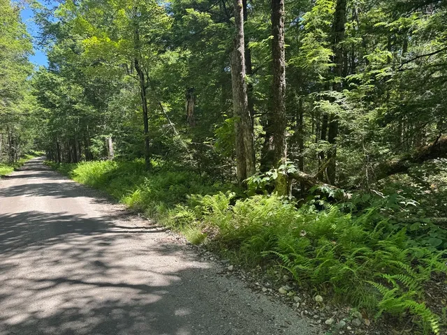 a view of a forest with trees
