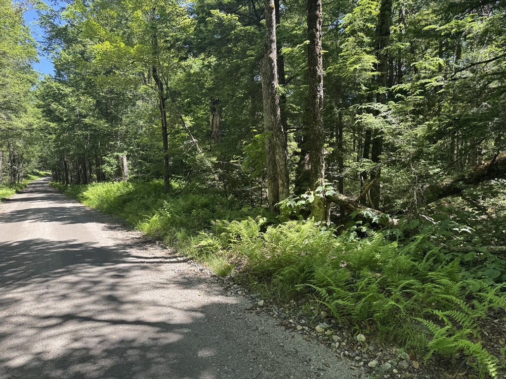 a view of a forest with trees