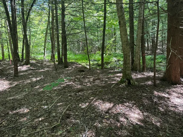 a view of a forest with trees in the background