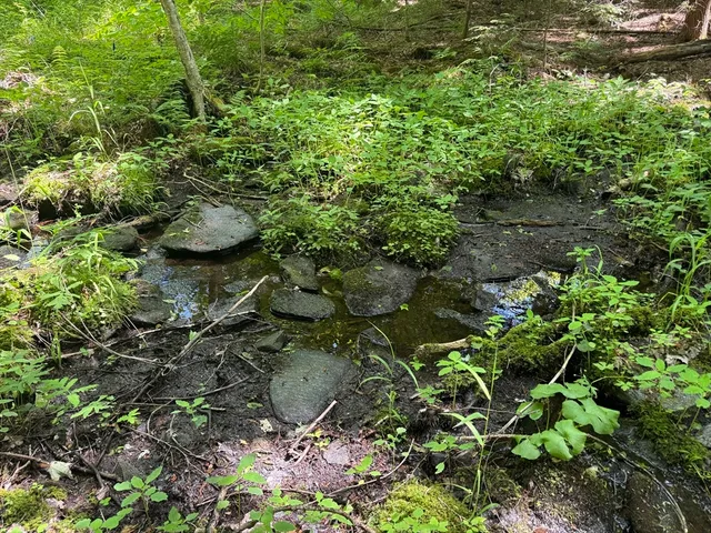 a view of a tree in a garden