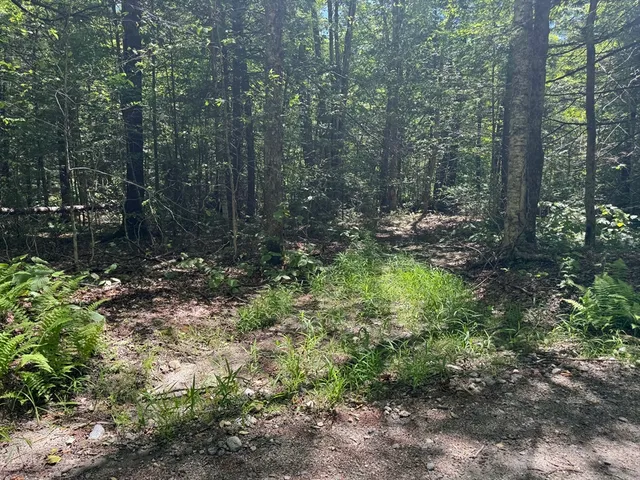 a view of a garden with trees