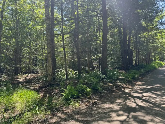 a view of a forest with trees