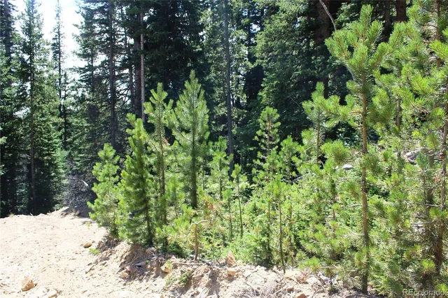 a view of a yard covered with trees