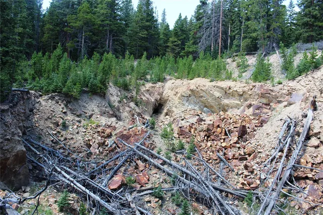 a view of a backyard with plants and large trees
