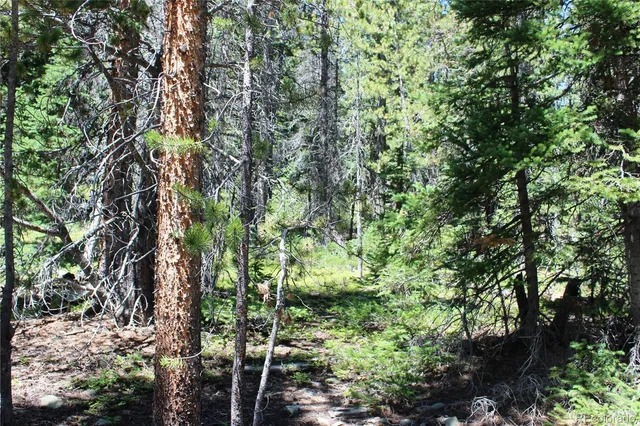 a close up of a tree