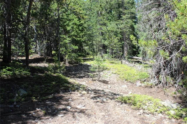 a view of a yard with plants and large trees