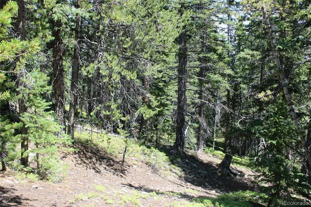 a view of a yard with plants and large trees