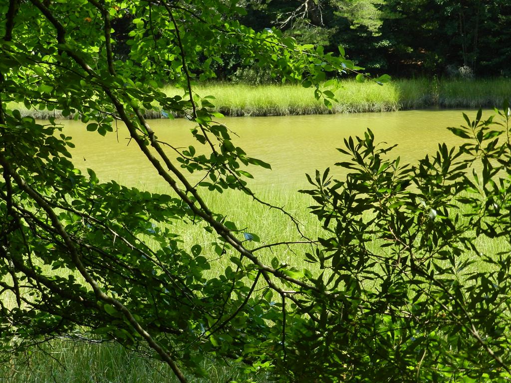 Lot B5 Saltworks Road, Unit B5 Exmore, VA 23350 - Photo 4 of 16