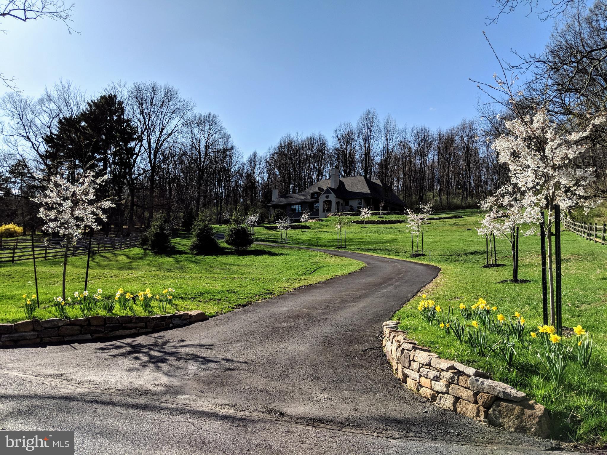 Japanese Yoshita Cherry trees  lining drive up