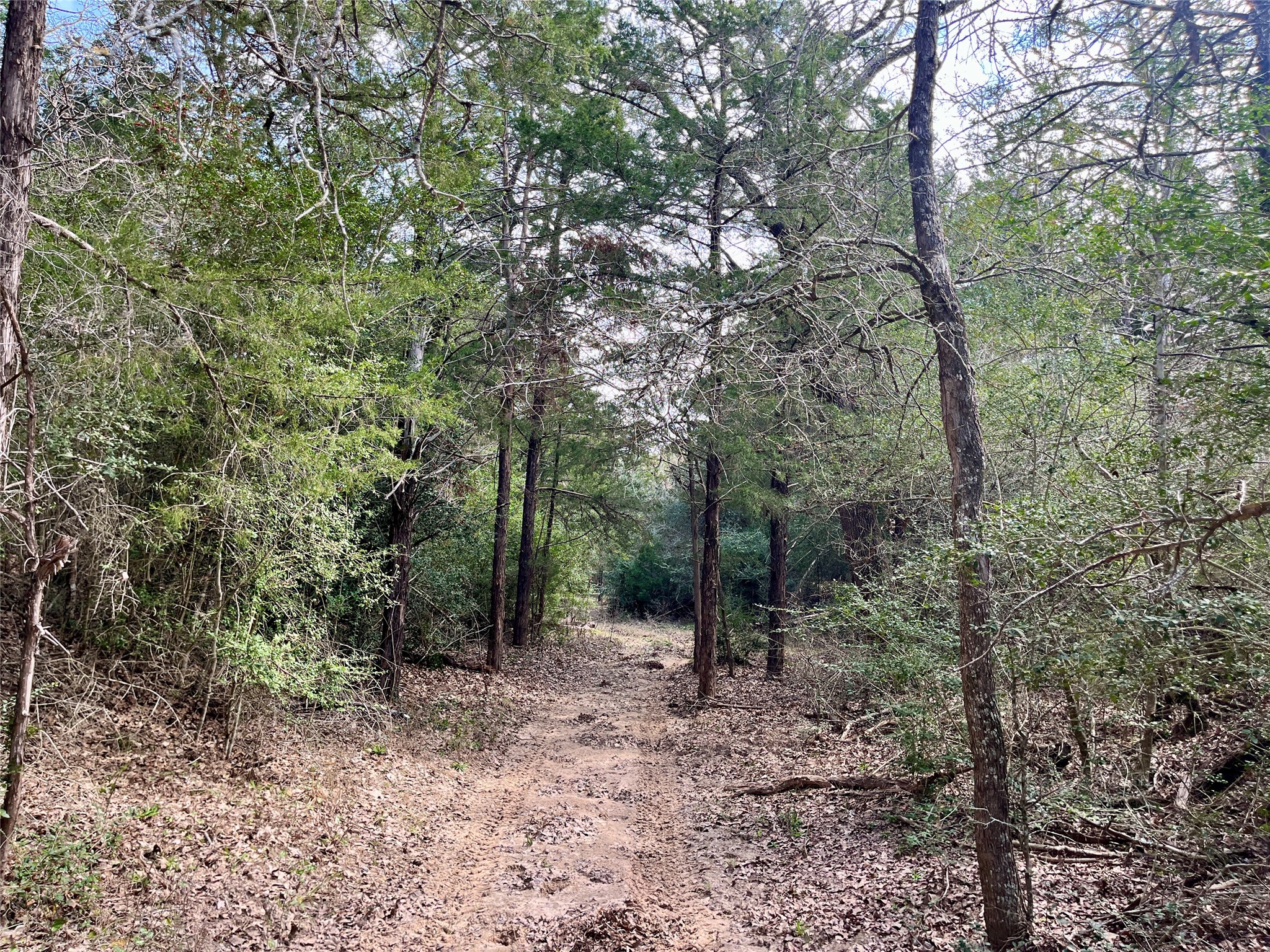 2330 Old Lockhart Road West Point, TX 78963 - Photo 15 of 22 a view of a forest