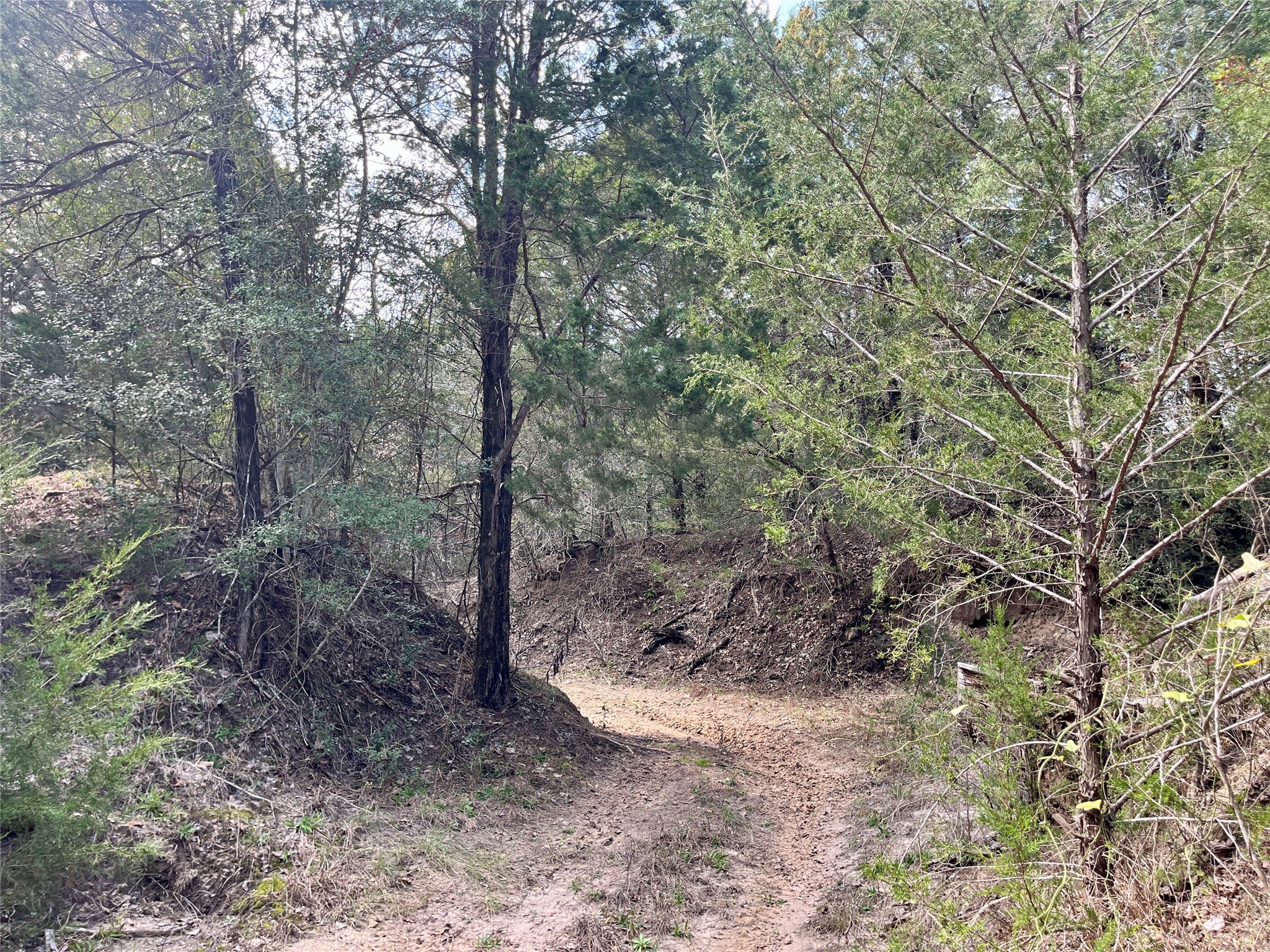 2330 Old Lockhart Road West Point, TX 78963 - Photo 16 of 22 a view of a forest filled with trees