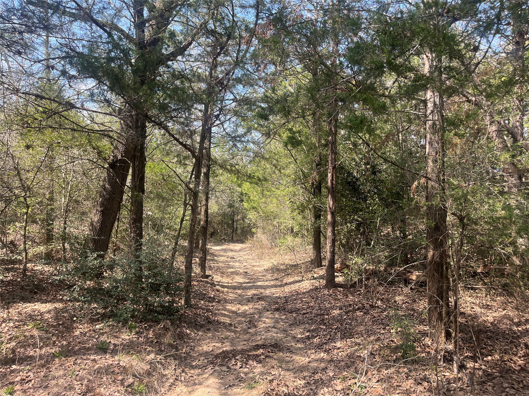2330 Old Lockhart Road West Point, TX 78963 - Photo 17 of 22 a view of a forest with trees in the background