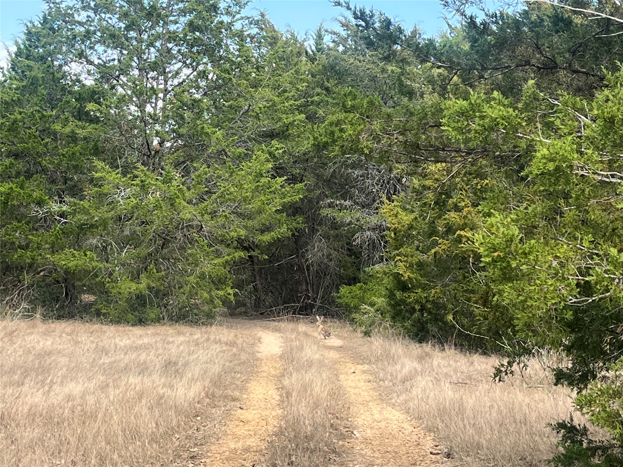 2330 Old Lockhart Road West Point, TX 78963 - Photo 19 of 22 a view of a yard with a tree