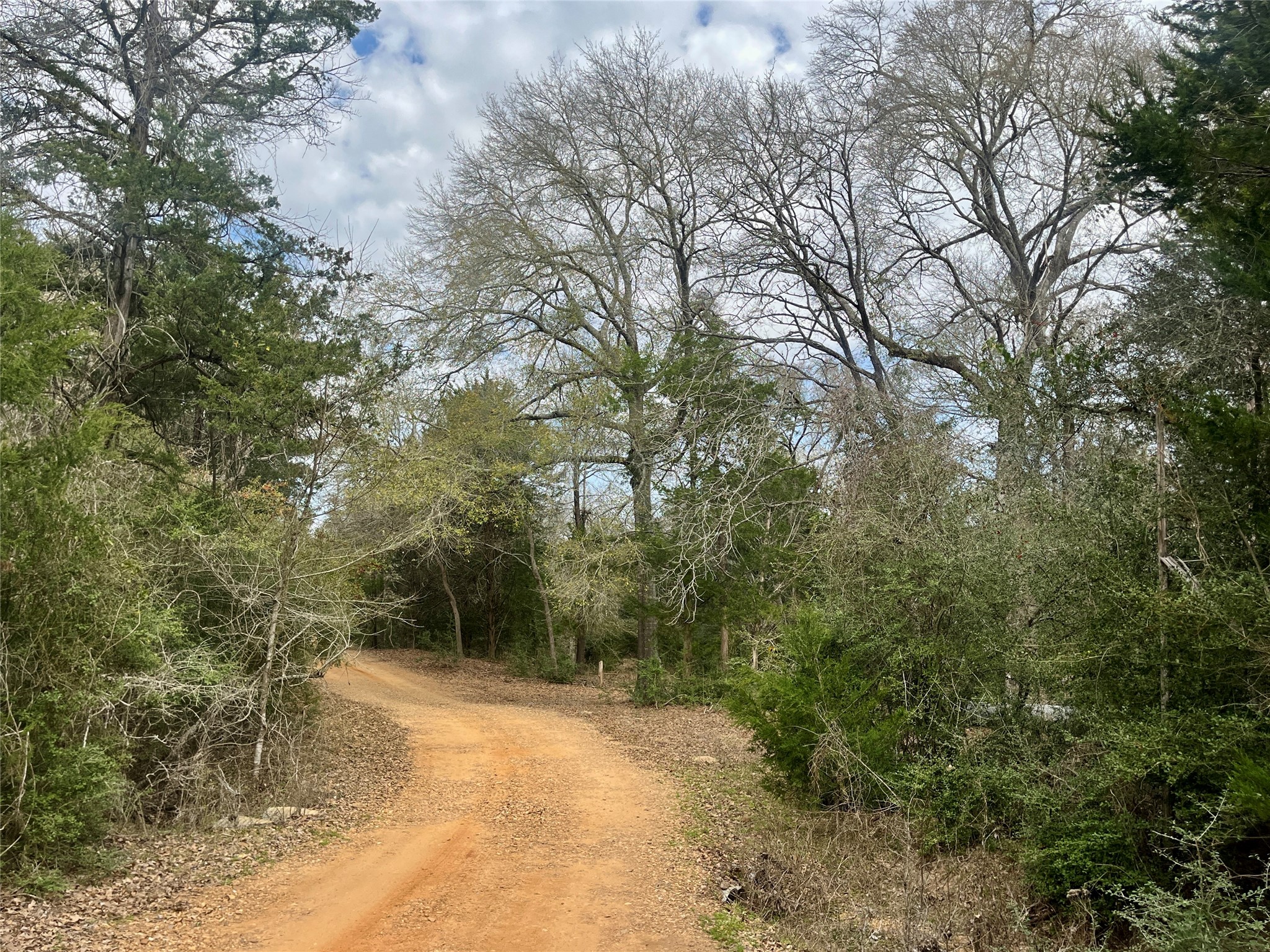 2330 Old Lockhart Road West Point, TX 78963 - Photo 5 of 22 a view of a forest with trees in the background