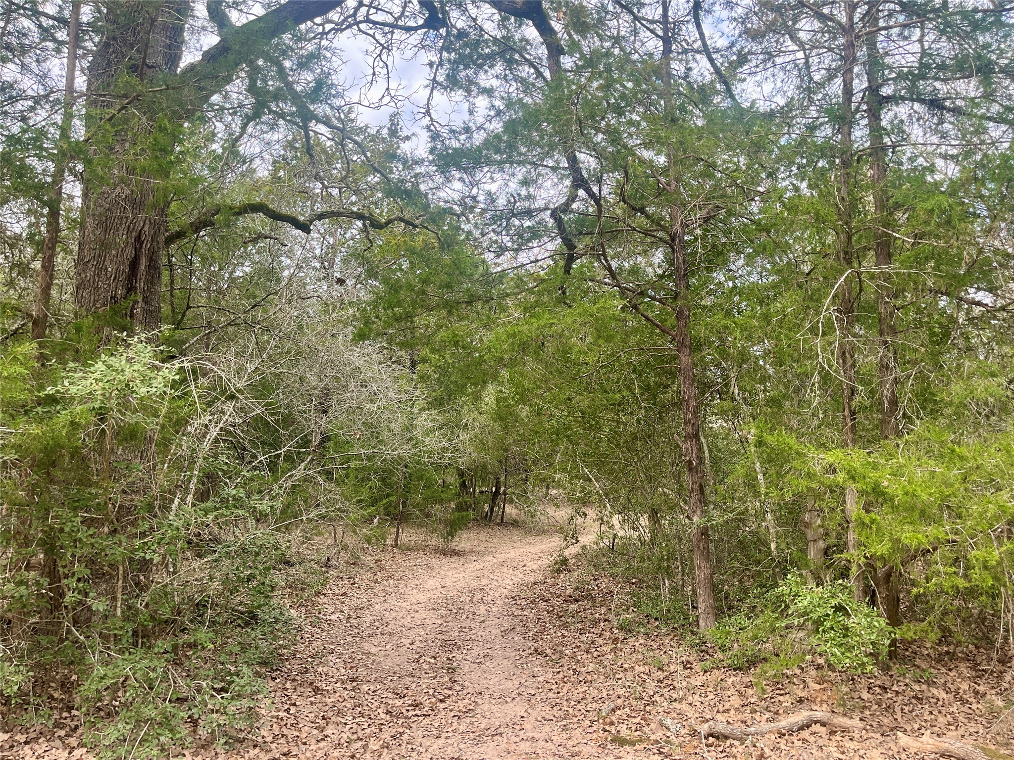 2330 Old Lockhart Road West Point, TX 78963 - Photo 6 of 22 a view of a forest filled with trees