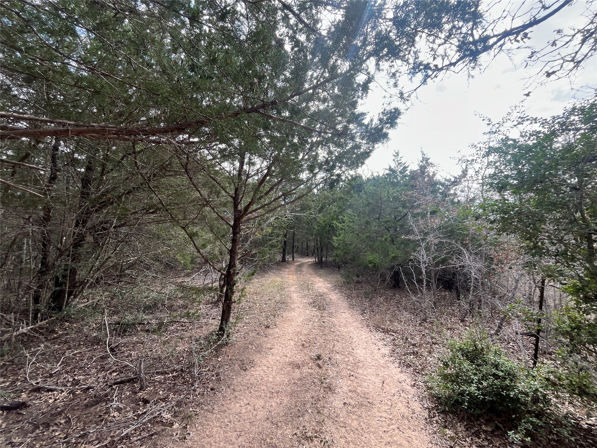 2330 Old Lockhart Road West Point, TX 78963 - Photo 9 of 22 a view of a forest with trees in the background