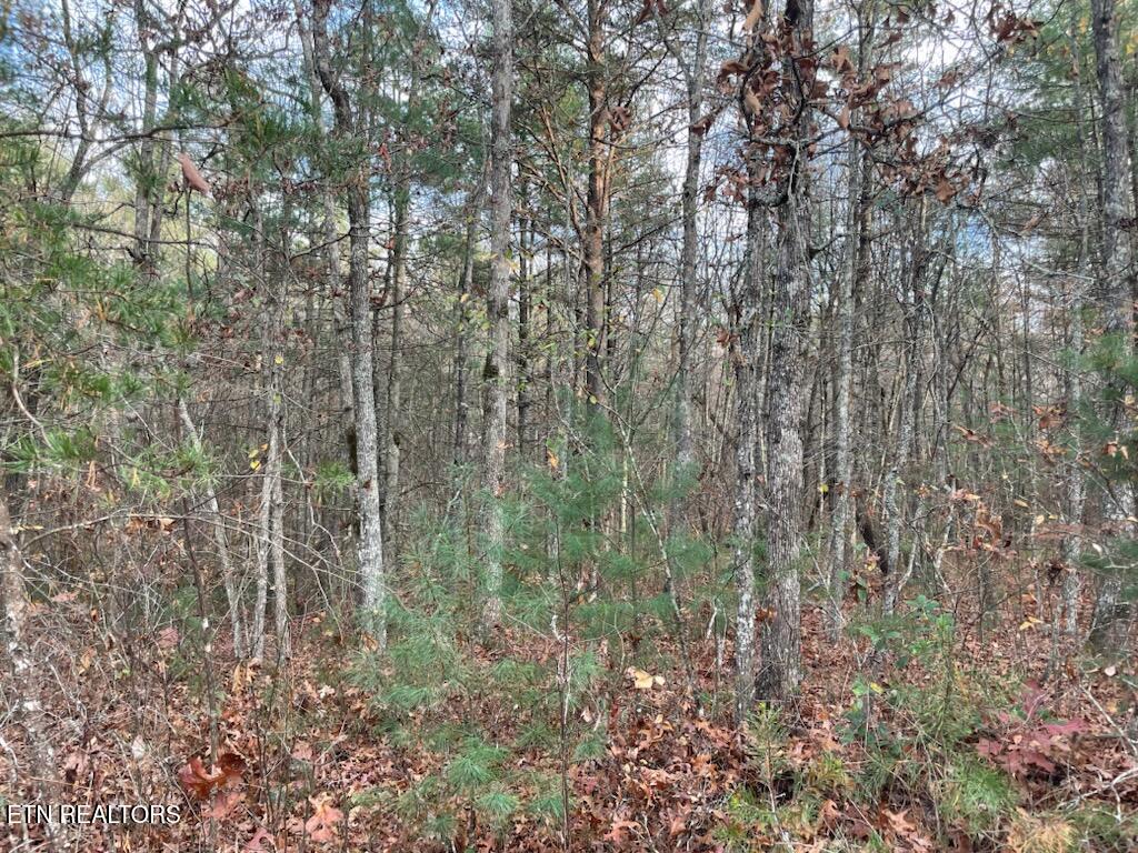 240 Perkins Trail Deer Lodge, TN 37726 - Photo 23 of 26 1000005577