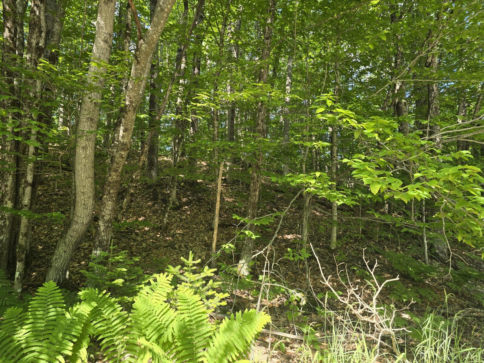 Lot 67 Temple Road Temple, ME 04984 - Photo 7 of 23 20260624_093539