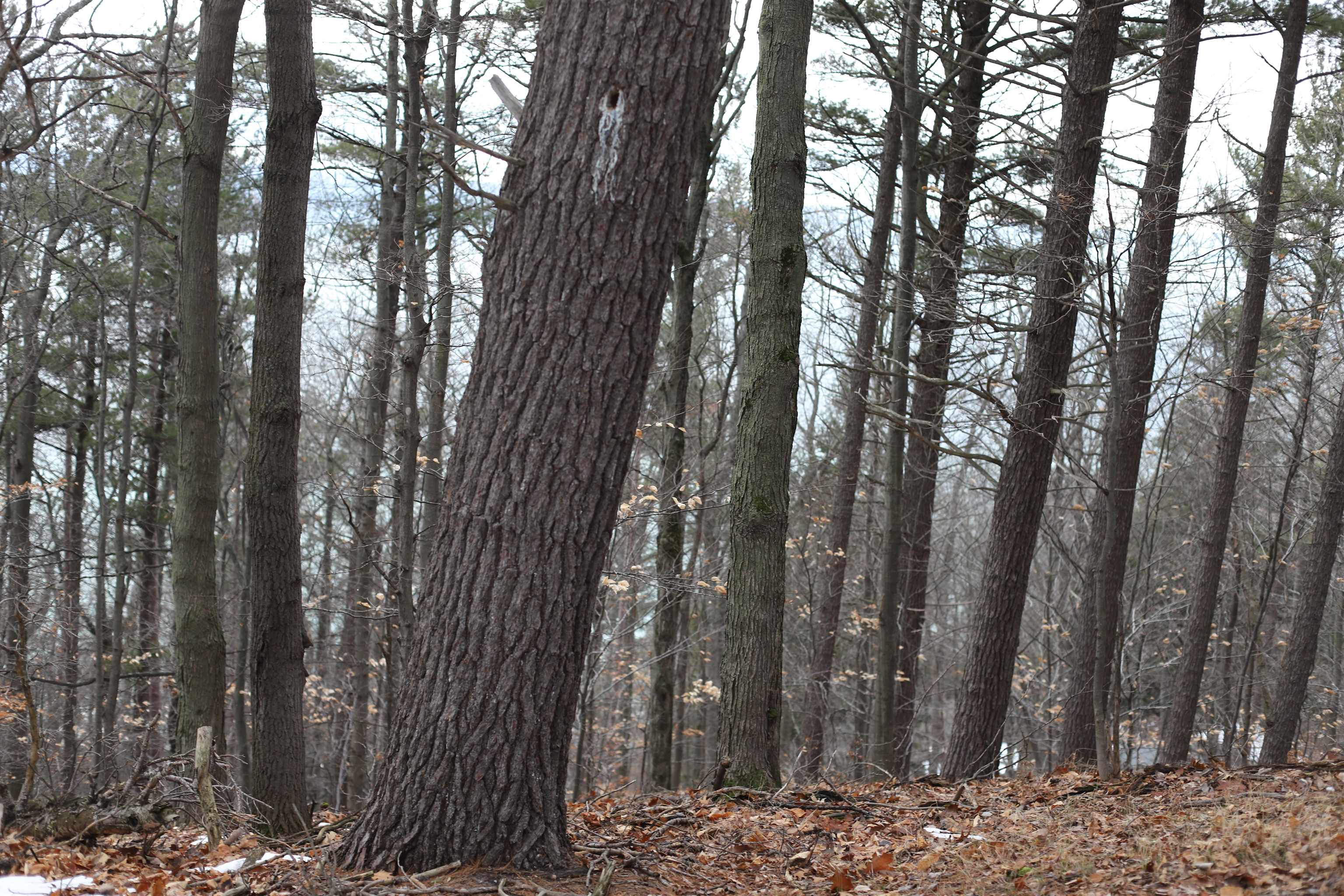 Lot 5 Crystal View Common Frankfort, MI 49635 - Photo 6 of 15