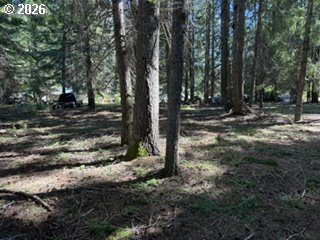 1251 Canyon Road Appleton, WA 98602 - Photo 3 of 4 a view of a forest filled with trees