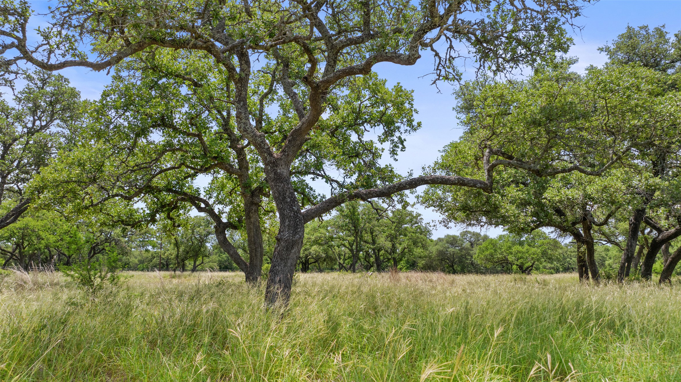 997 Sandy Oaks Ranch Road Johnson City, TX 78636 - Photo 1 of 11 a view of outdoor space and yard