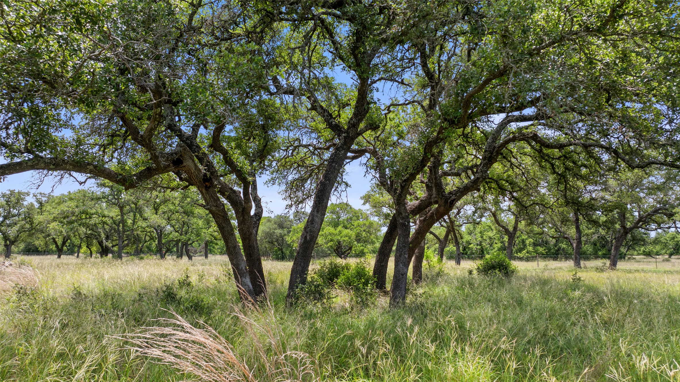 997 Sandy Oaks Ranch Road Johnson City, TX 78636 - Photo 4 of 11 a view of backyard with green space