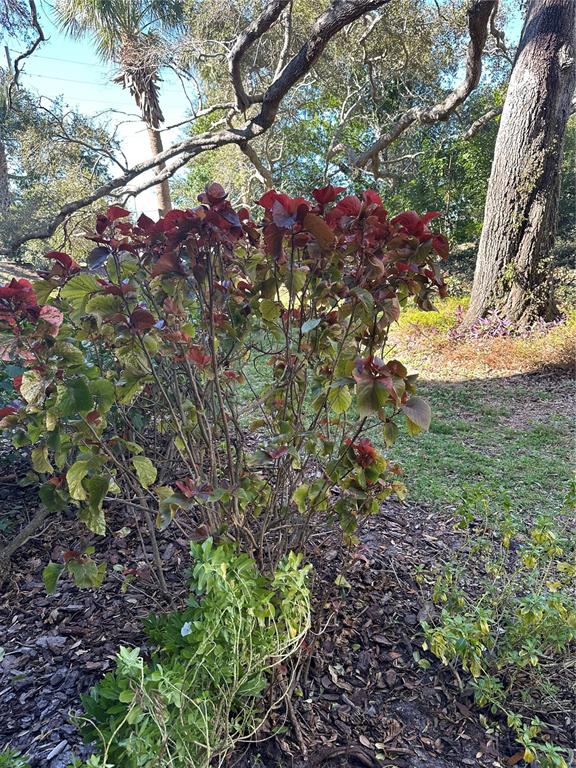 11485 Oakhurst Road, Unit 200114 Largo, FL 33774 - Photo 24 of 40 a view of a tree in a yard