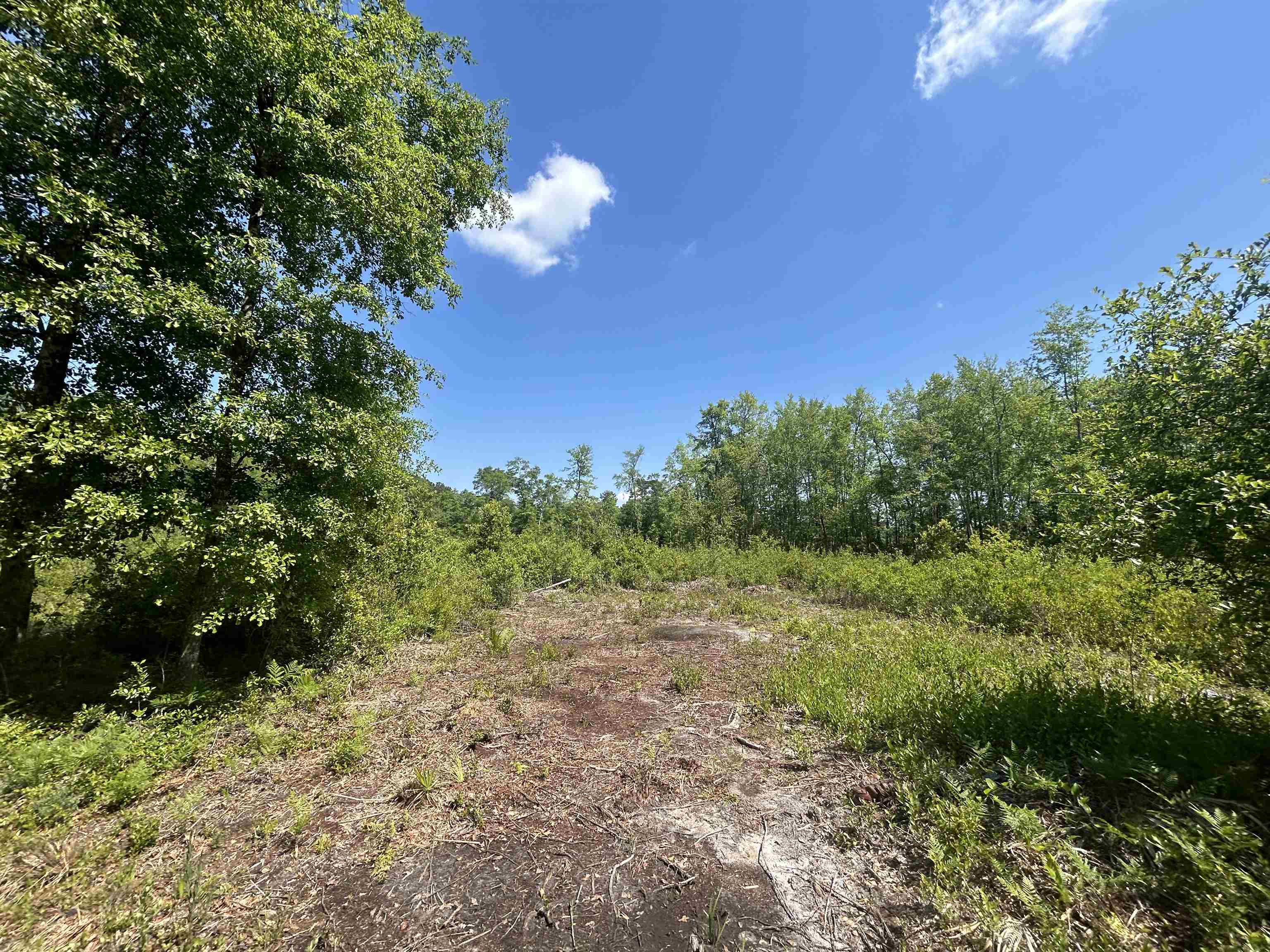 0 Ochlockonee River Road Havana, FL 32333 - Photo 7 of 10